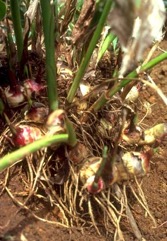 Indian shot, Queensland arrowroot