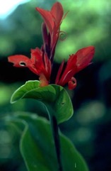 Indian shot, Queensland arrowroot