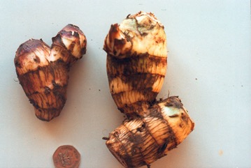 Indian shot, Queensland arrowroot