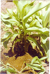 Indian shot, Queensland arrowroot