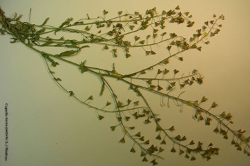Shepherd’s purse
