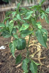 Capsicum