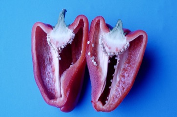 Capsicum