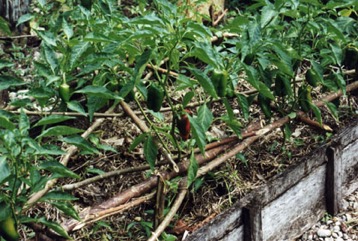 Capsicum