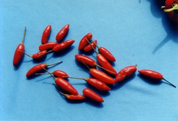 Bird"s eye chillies