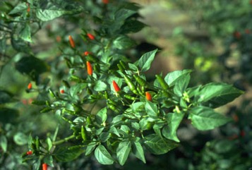 Bird"s eye chillies