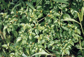 Bird"s eye chillies