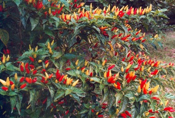 Bird"s eye chillies