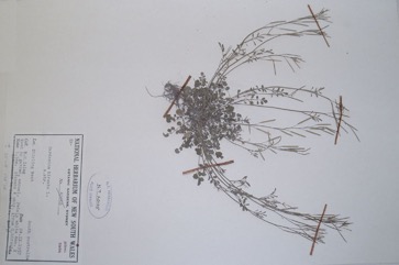 Hairy bittercress