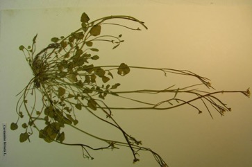 Hairy bittercress