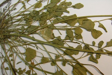 Hairy bittercress