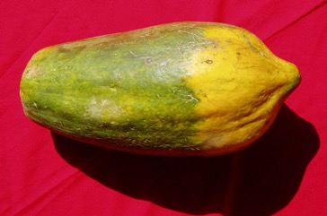 Pawpaw, Papaya