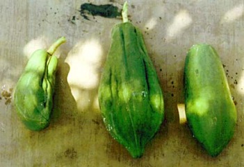 Pawpaw, Papaya