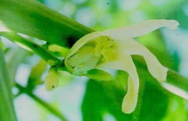 Pawpaw, Papaya