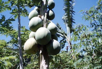 Pawpaw, Papaya