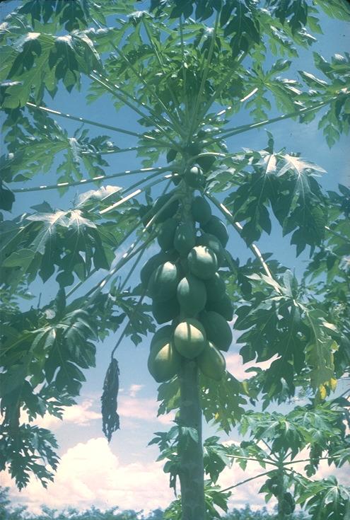 Pawpaw, Papaya