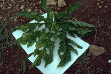 Pawpaw, Papaya