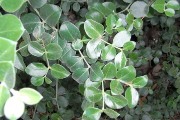 Bengal currant
