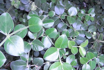 Bengal currant