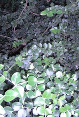 Bengal currant