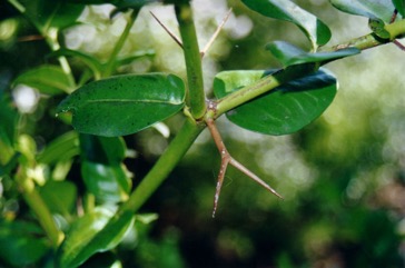 Natal plum, Large num-num, Carissa