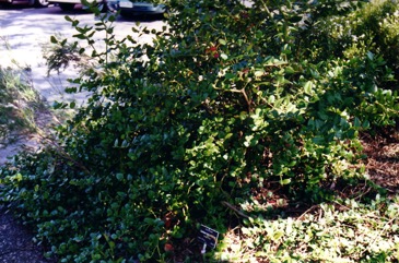 Natal plum, Large num-num, Carissa