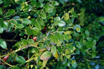 Natal plum, Large num-num, Carissa