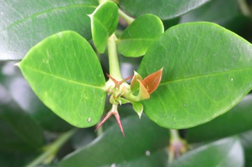 Natal plum, Large num-num, Carissa