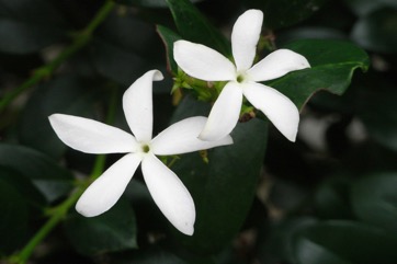 Natal plum, Large num-num, Carissa