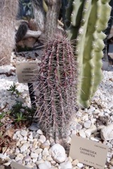 Saguaro Cactus, Giant cactus