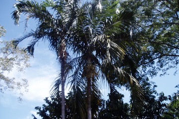 Carpentaria palm
