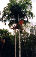 Carpentaria palm