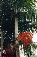 Carpentaria palm