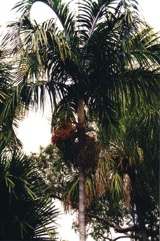 Carpentaria palm