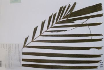 Carpentaria palm