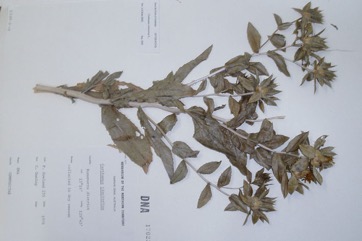 Safflower