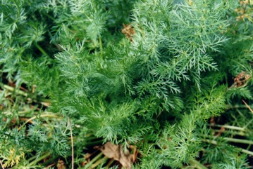 Caraway