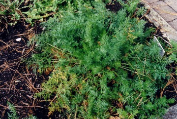 Caraway