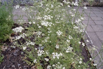 Caraway