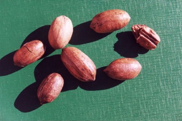 Pecan