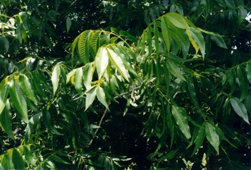 Pecan