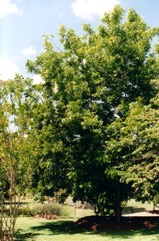 Pecan