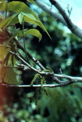 Pecan
