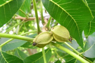 Pecan
