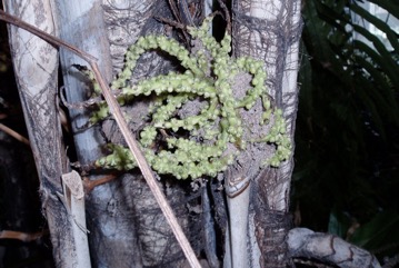 Lesser fishtail palm, Clustered fishtail palm