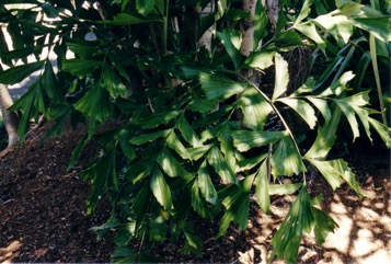 Lesser fishtail palm, Clustered fishtail palm
