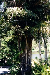 Lesser fishtail palm, Clustered fishtail palm