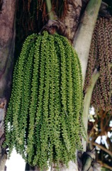 Lesser fishtail palm, Clustered fishtail palm