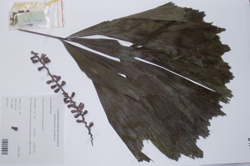 Lesser fishtail palm, Clustered fishtail palm