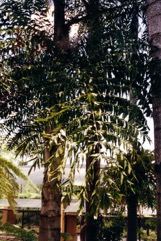 Wine Palm, Fishtail Palm, Toddy Palm